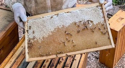 Wired Wax Medium Frames Assembled Pack of 20 No Plastic