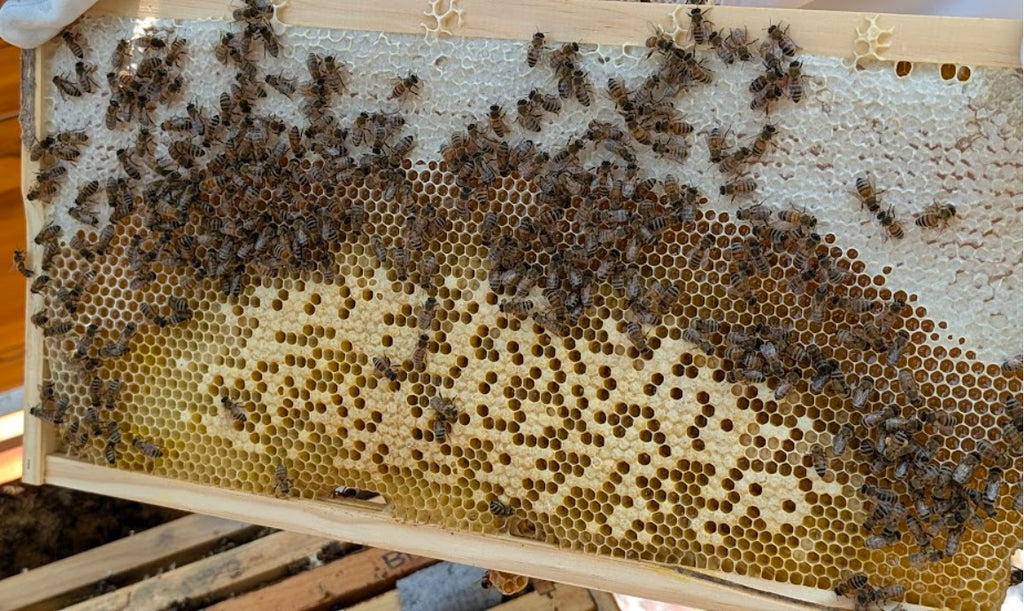 Wired Waxed Deep Frames Assembled